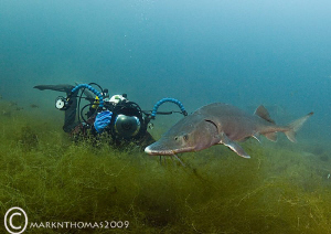 Mr H & sturgeon.
D3 15mm. by Mark Thomas 